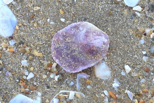 Anomia ephippium