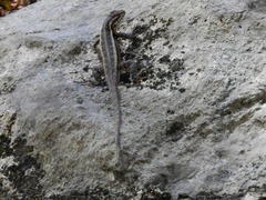 Sceloporus variabilis