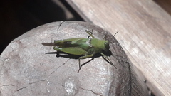 Paulinia acuminata