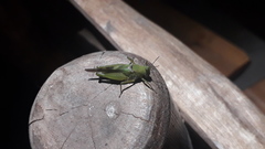 Paulinia acuminata