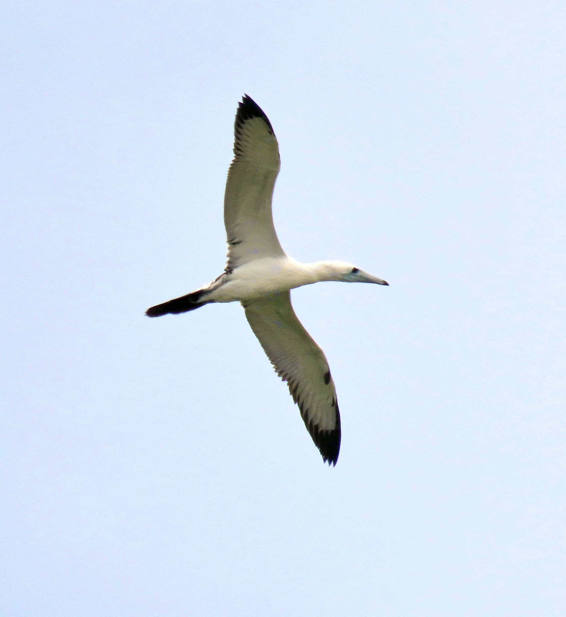 Abbott's Booby (Papasula abbotti), photo 2