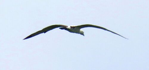 Abbott's Booby (Papasula abbotti), photo 7