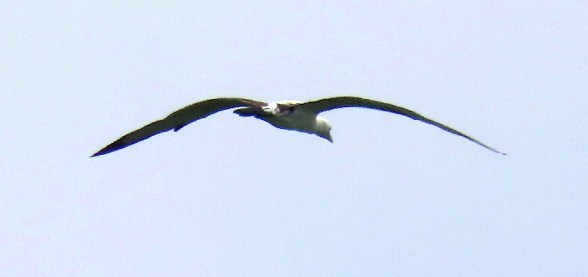 Abbott's Booby (Papasula abbotti), photo 7