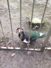 Cairina moschata domestica