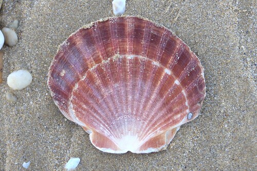 Pecten maximus