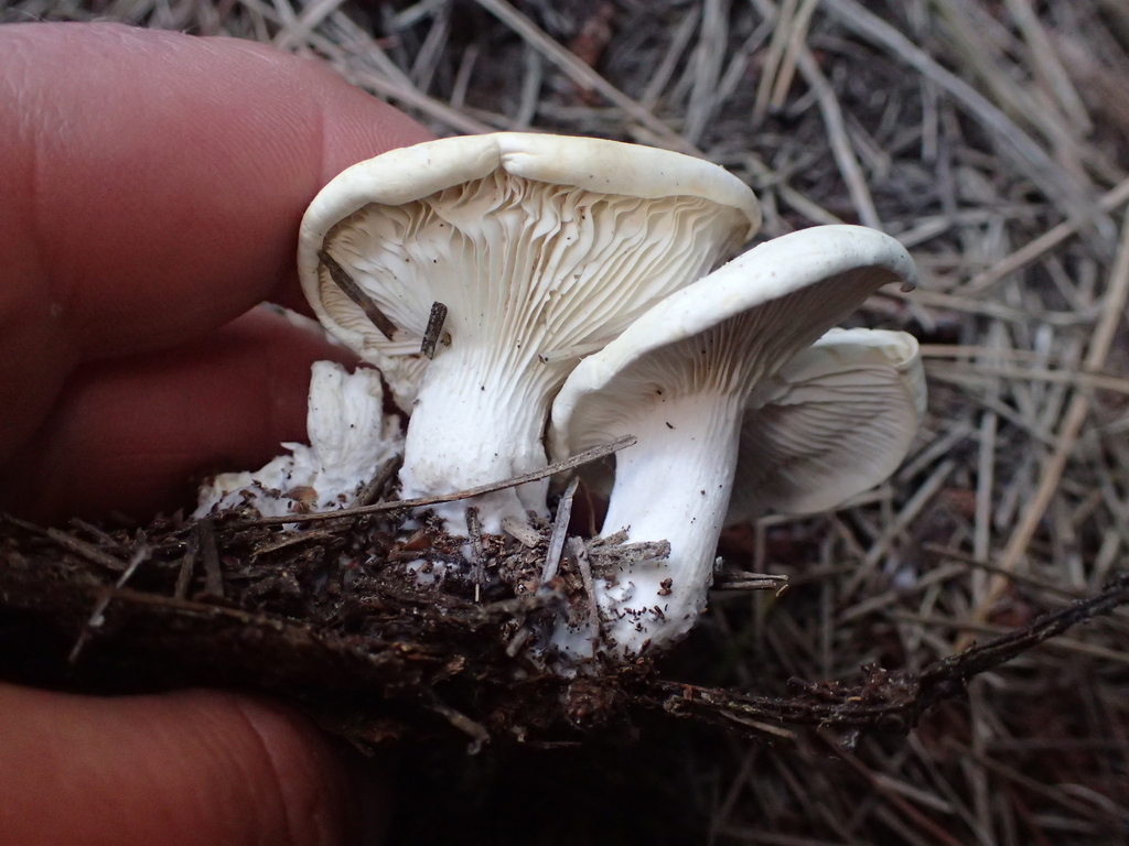 Clitocybe nebularis · February 2026 · photo: © fuligogirl (iNaturalist, cc-by)