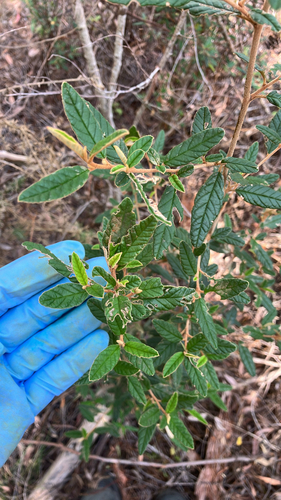 Pomaderris rugosa, 2026-02-24