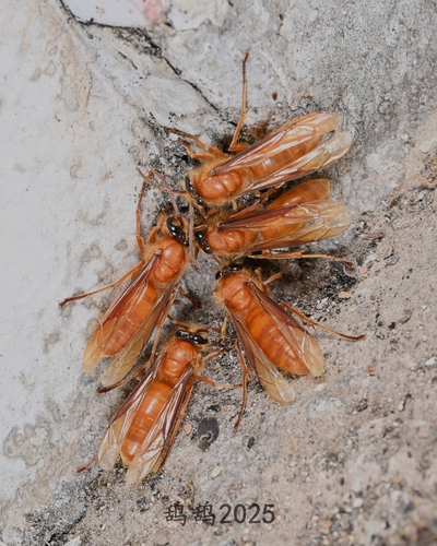 Barthelemy's Night Hornet