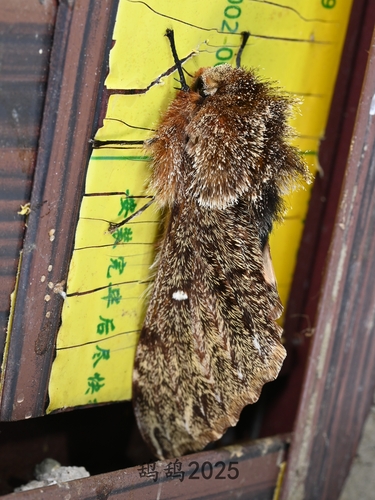 Pentateucha curiosa
