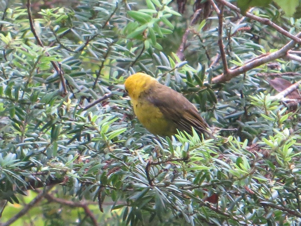 Yellowhead (Mohoua ochrocephala), photo 4