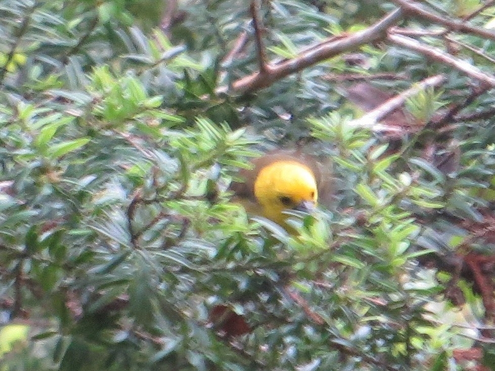 Yellowhead (Mohoua ochrocephala), photo 5