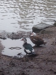 Cairina moschata domestica