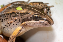 Brown Frog photo 1