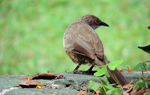 Arrow-marked Babbler (Turdoides jardineii), photo 4