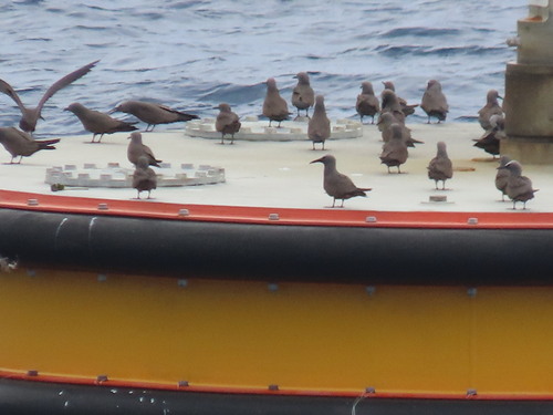 Brown Noddy (Anous stolidus), photo 7