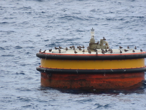 Brown Noddy (Anous stolidus), photo 8