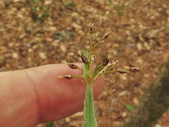 Luzula acuminata carolinae
