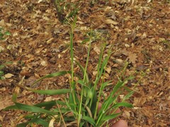 Luzula acuminata carolinae