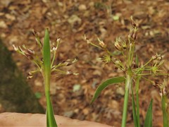 Luzula acuminata carolinae