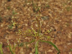 Luzula acuminata carolinae