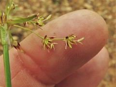 Luzula acuminata carolinae