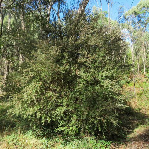 Leptospermum grandifolium, 2026-03-05
