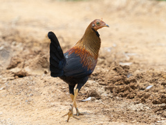 Gallus lafayettii