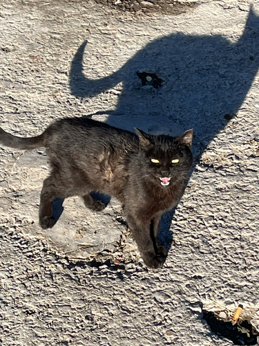 Domestic Cat