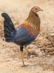 Gallus lafayettii