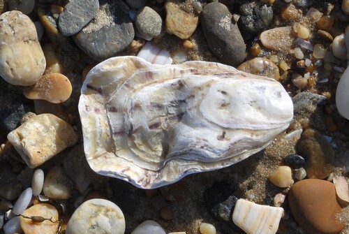 Magallana gigas