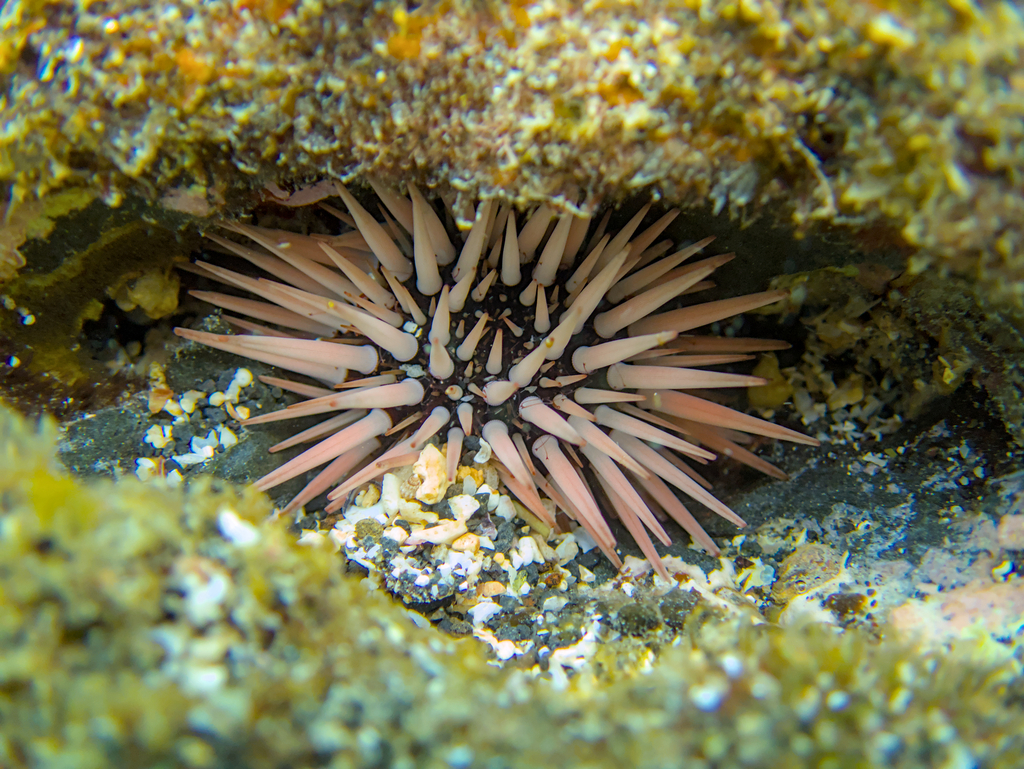 Rock-boring urchin