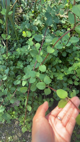 iNaturalist observation photo of Southern Honeysuckle