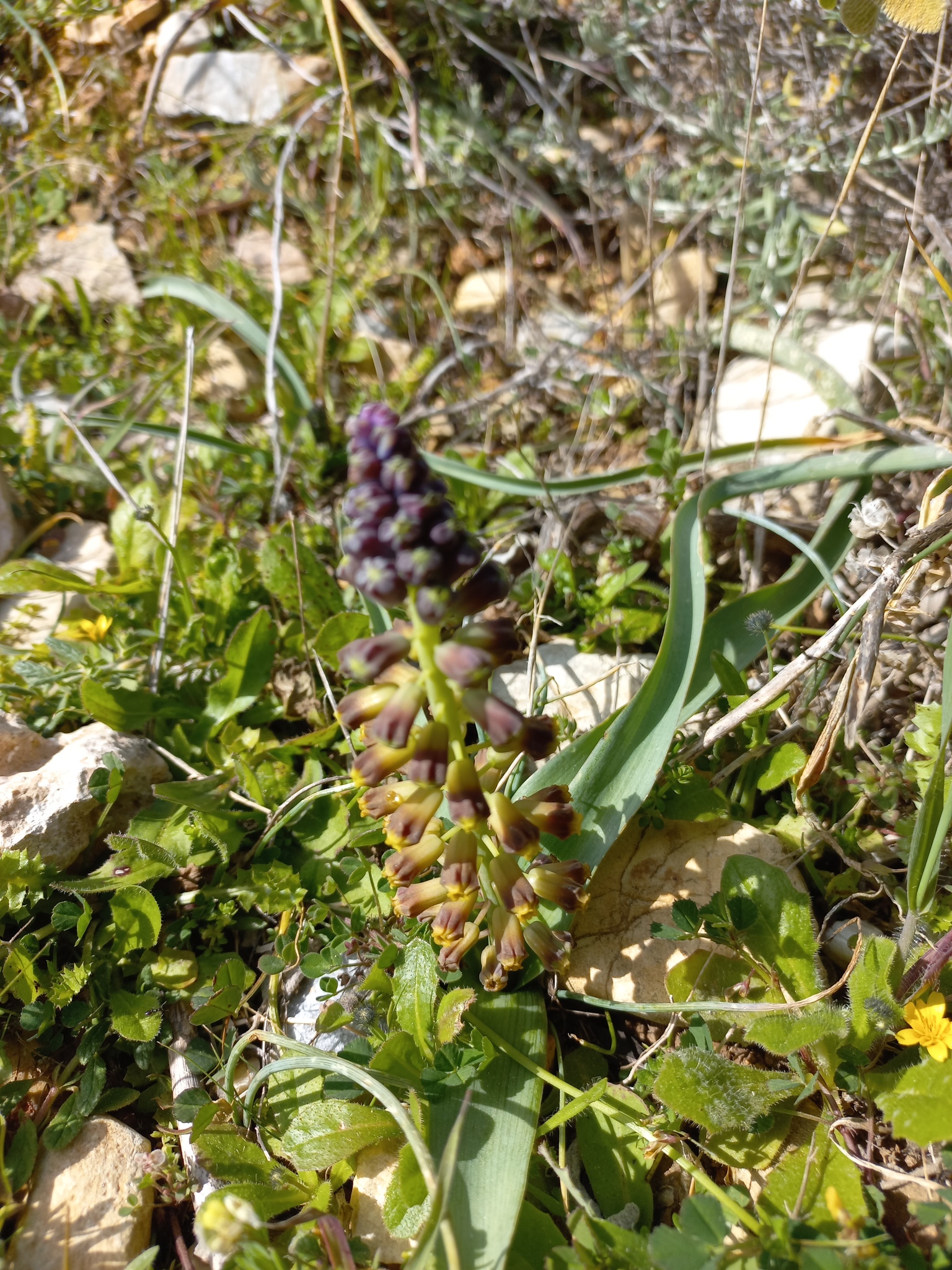 Cyclamen-leaved grape hyacinth