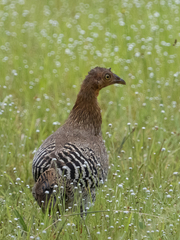 Gallus lafayettii