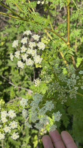 iNaturalist observation photo of poison hemlock