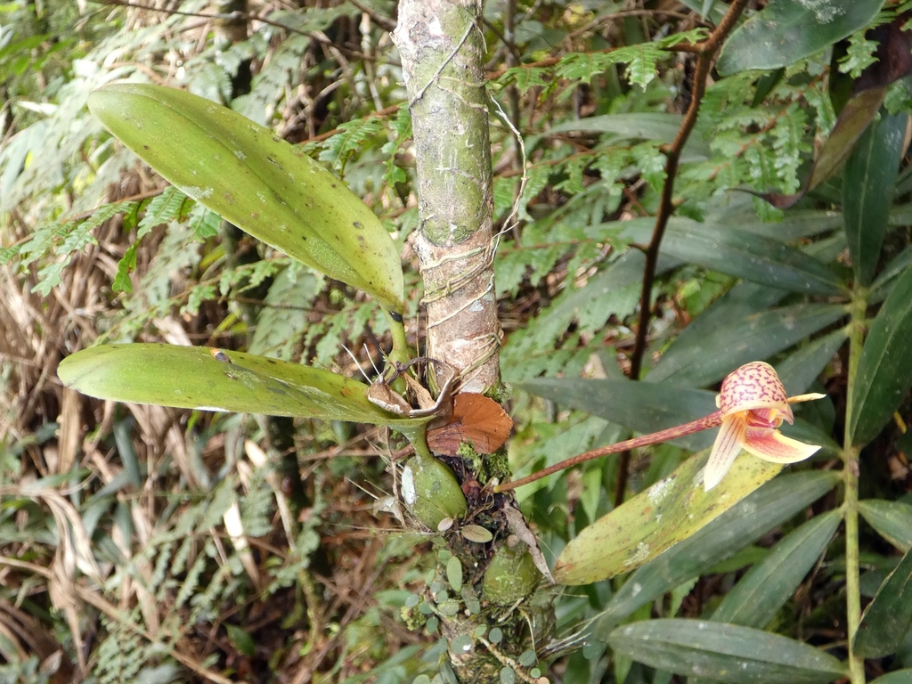 Bulbophyllum hyalosemoides