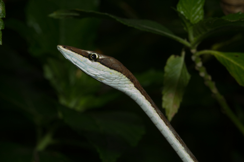 Oxybelis vittatus