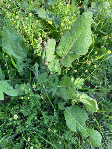 iNaturalist observation photo of Redstem Stork's-bill
