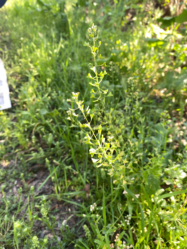 iNaturalist observation photo of shepherd's-purse