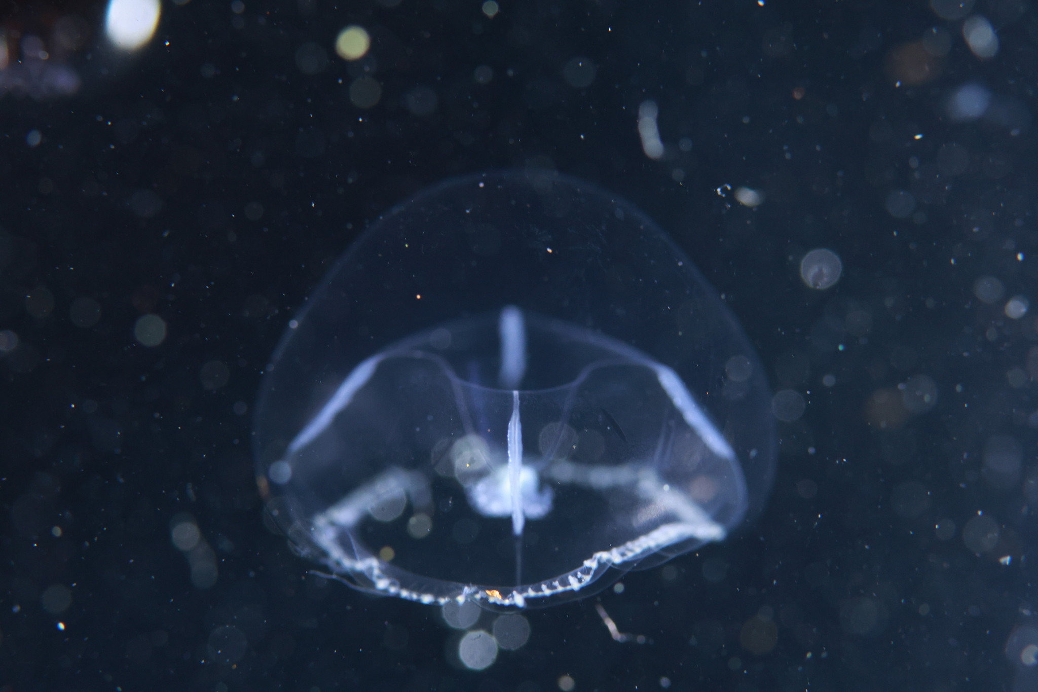 Eutonina indicans (Romanes, 1876)