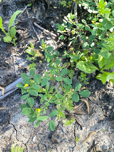 iNaturalist observation photo of bur clover