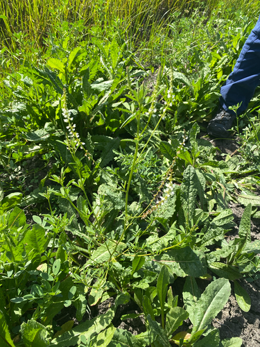 iNaturalist observation photo of White Sweetclover