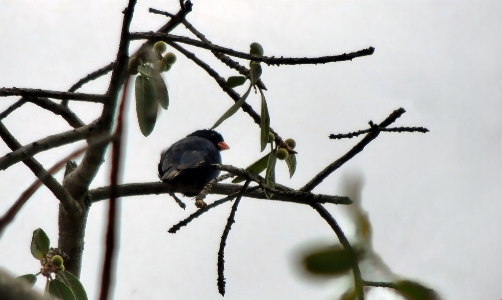 Village Indigobird (Vidua chalybeata), photo 8