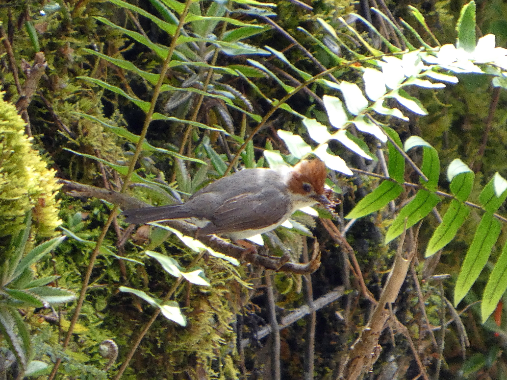 Chestnut-crested Yuhina (Staphida everetti), photo 1