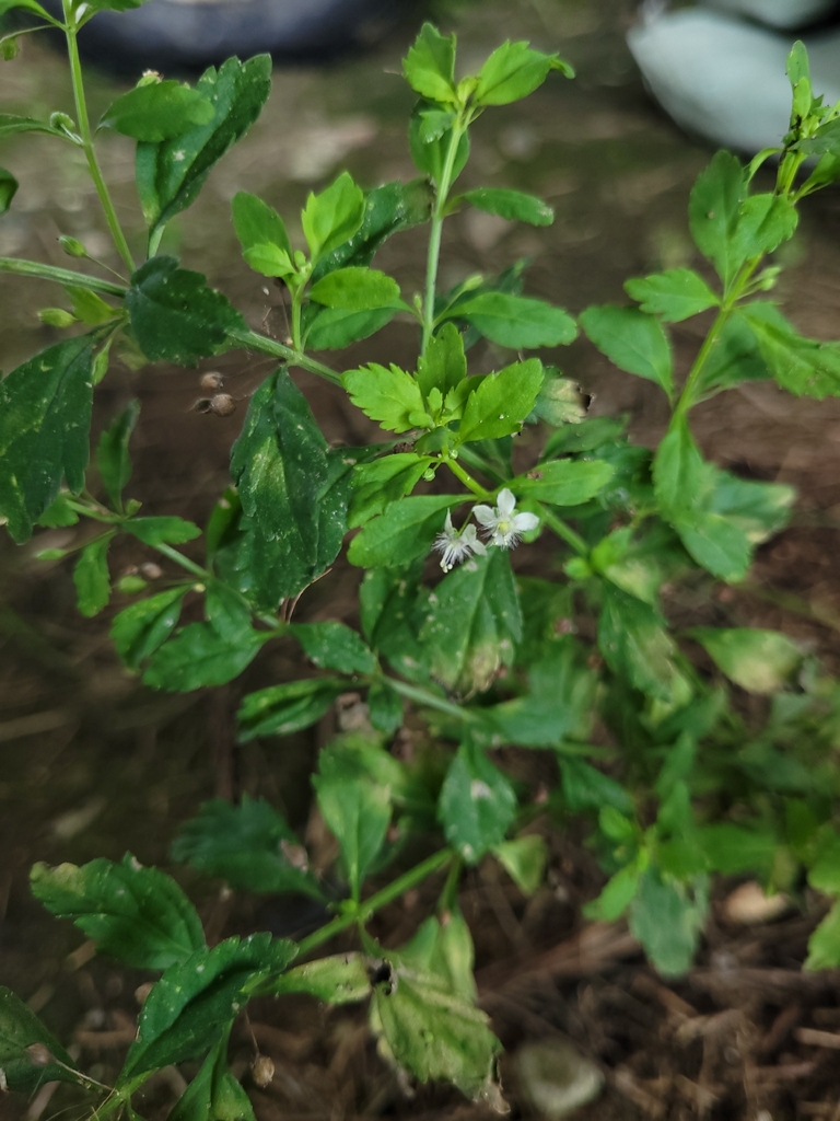 Jaka tua (Scoparia dulcis)