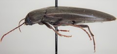 Enchodes sericea