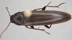 Enchodes sericea