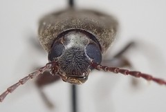 Enchodes sericea