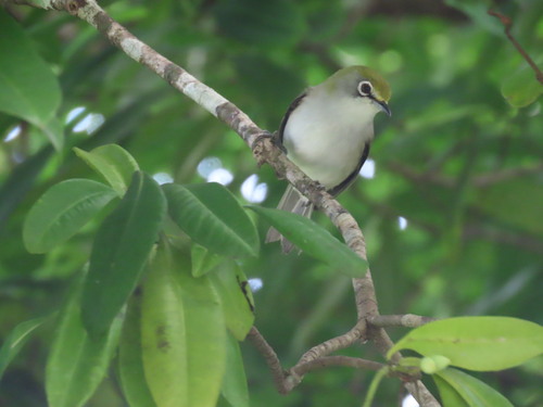 Christmas White-eye (Zosterops natalis), photo 8
