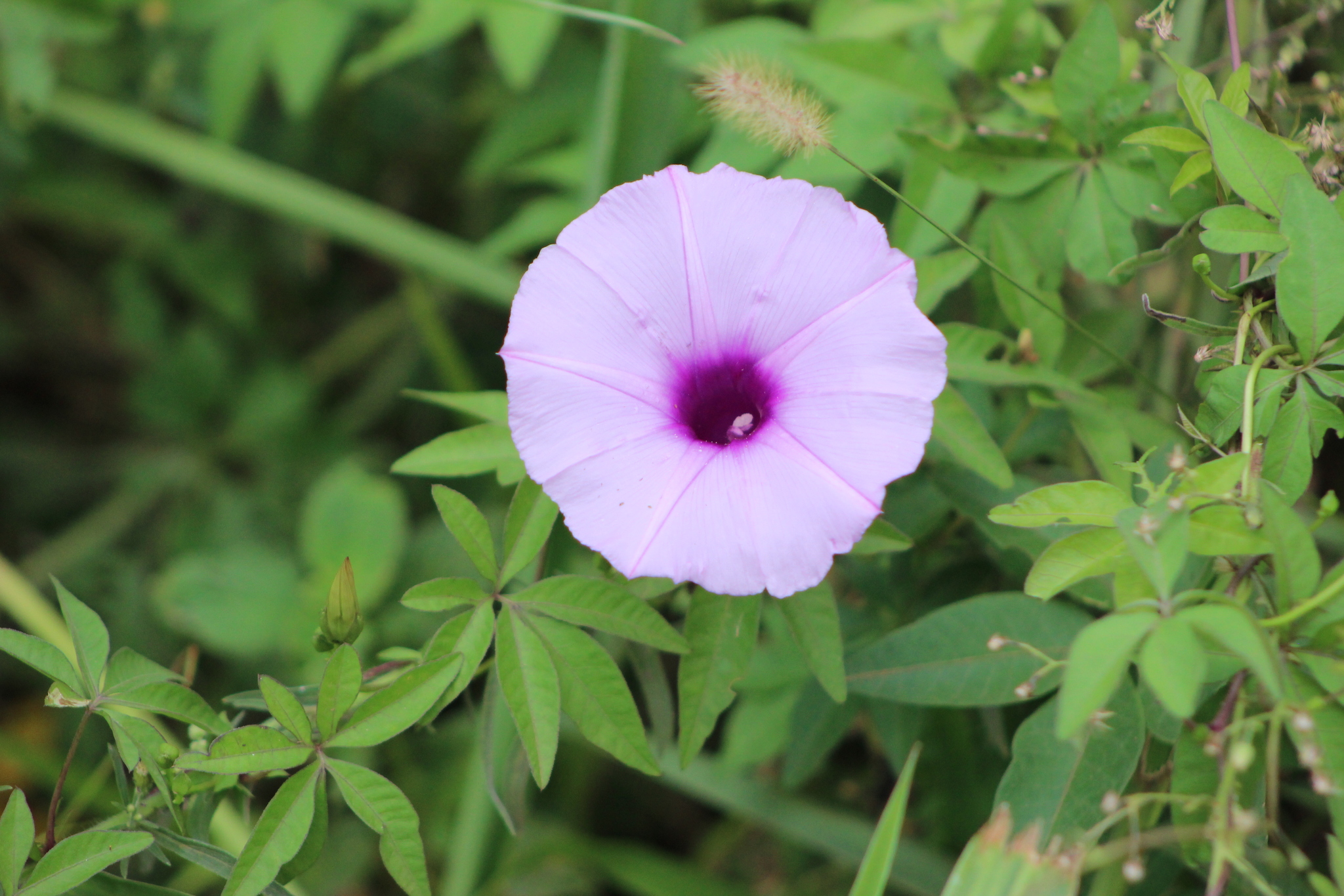 Ipomoea cairica